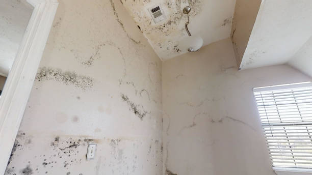 Best Industrial Mold Remediation  in Davisboro, GA