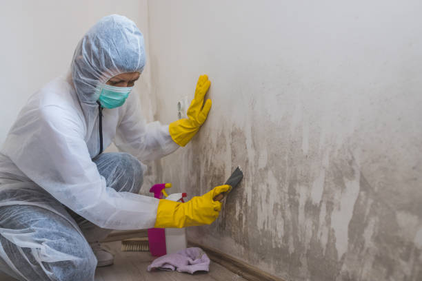 Best Environmental Consulting for Mold Prevention  in Davisboro, GA