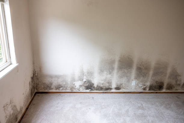 Trusted Davisboro, GA Mold Removal Experts