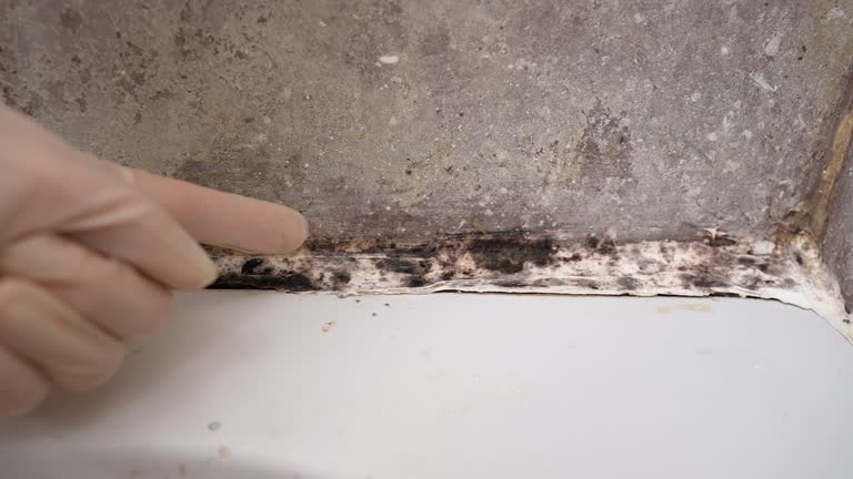  Davisboro, GA Mold Removal Pros