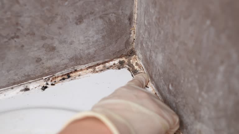 Best Mold Documentation for Insurance Claims  in Davisboro, GA